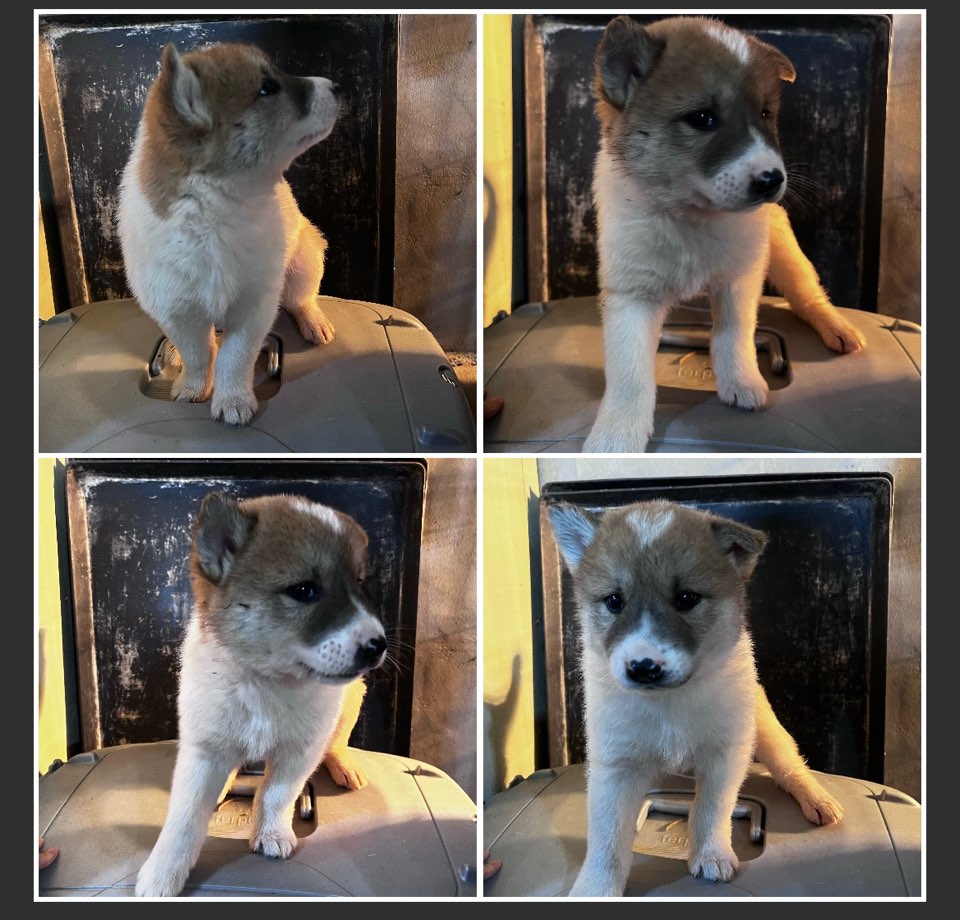 천안시유기동물보호소_444449202300997