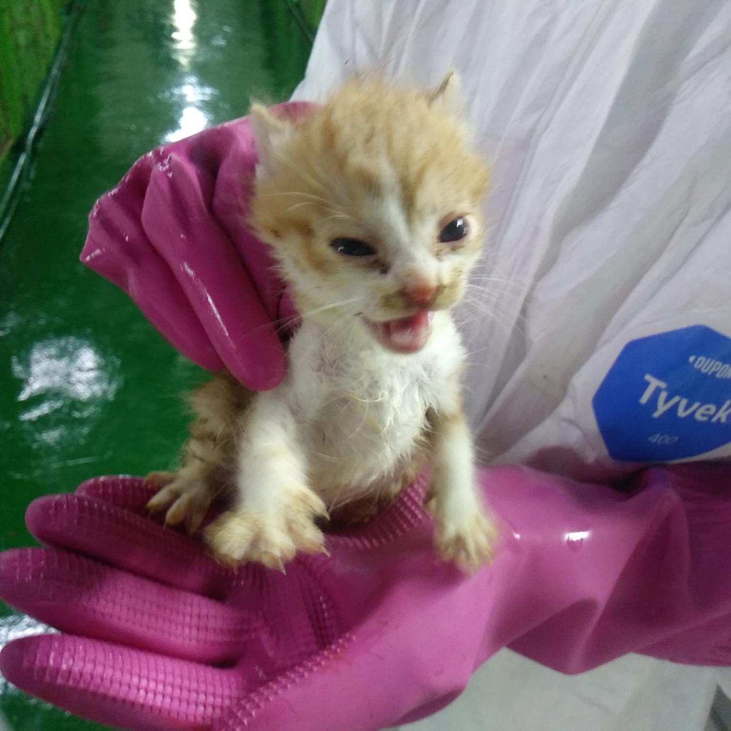 인천광역시수의사회_428352202300160