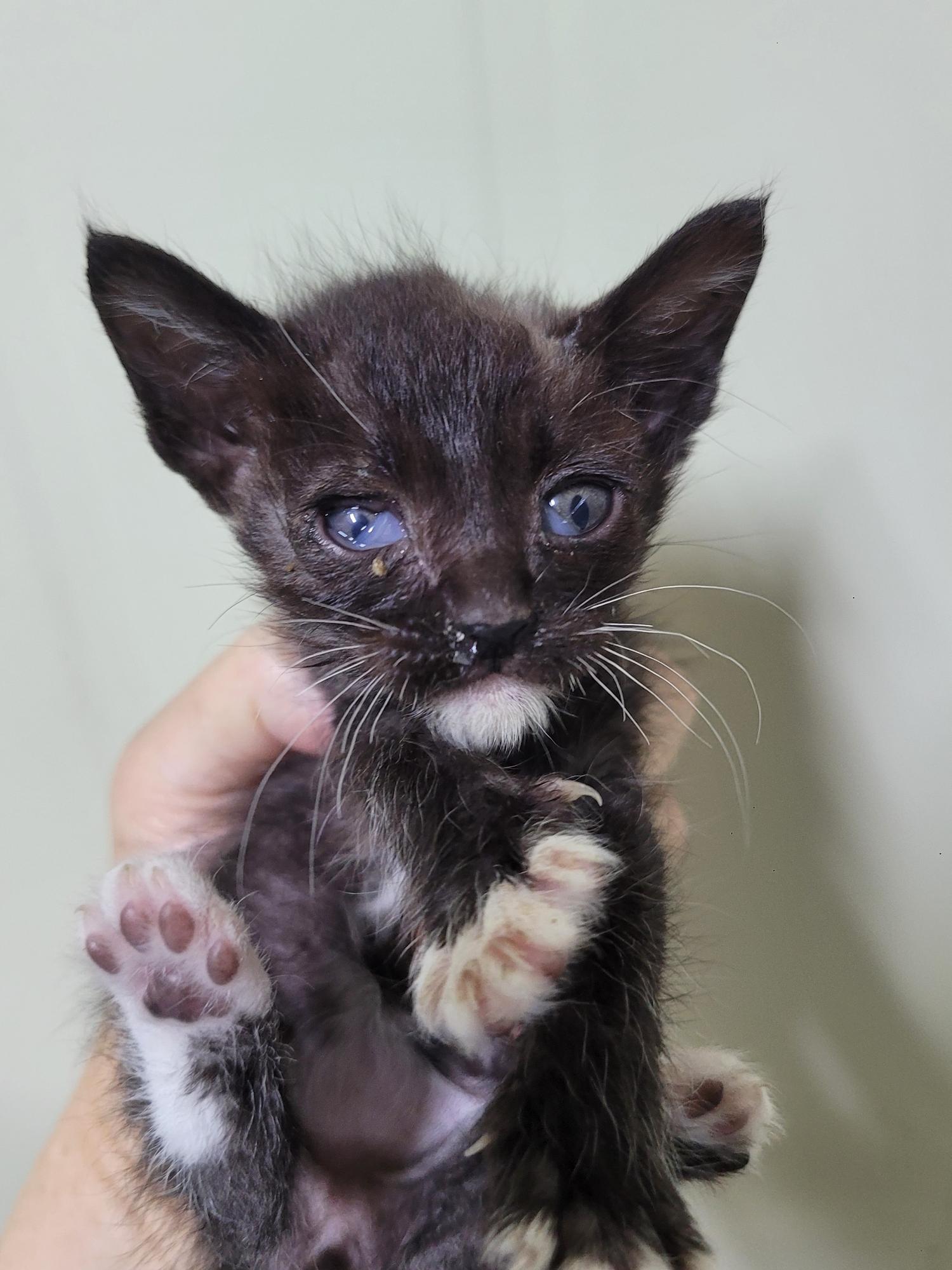 대구유기동물보호협회_427347202300331