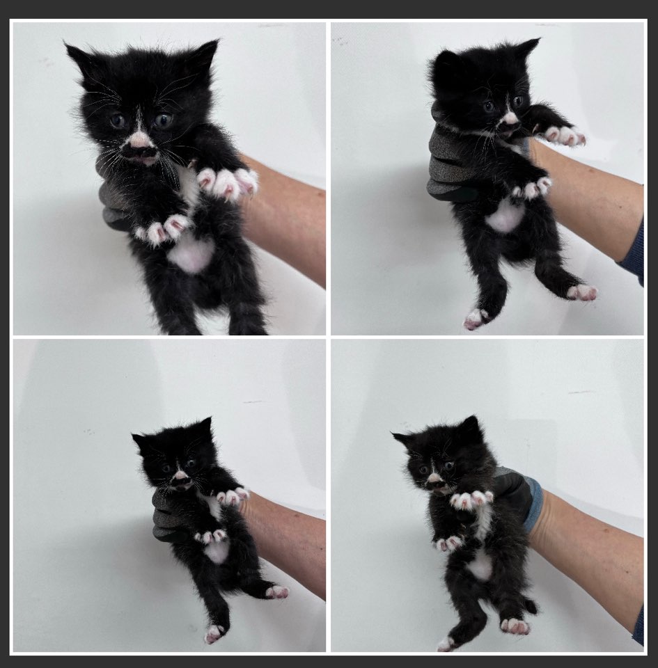 천안시유기동물보호소_444449202301008