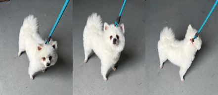 부산동물보호센터_426325202300113