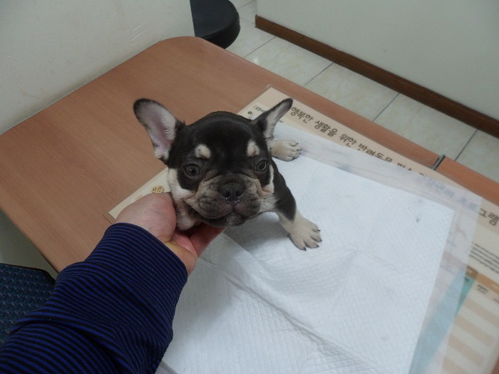 강현림동물병원_411314202300179