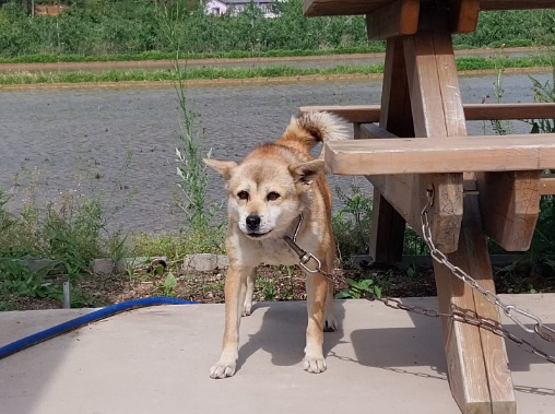(사)영일동물플러스_447502202300378