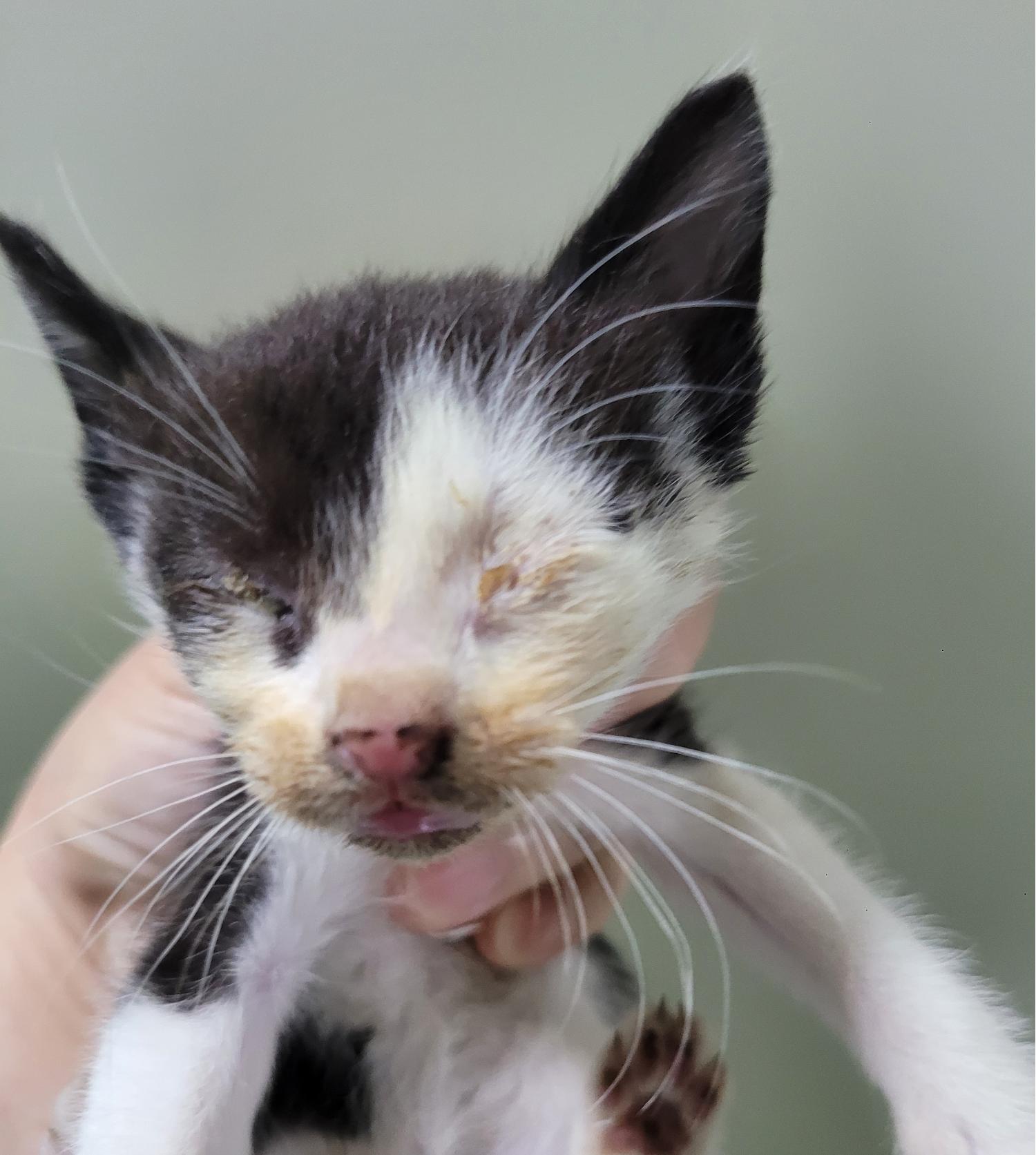 대구유기동물보호협회_427347202300334