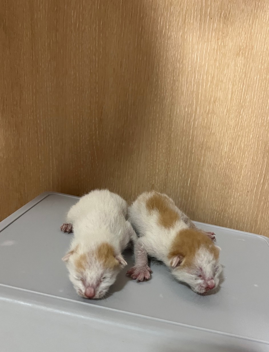 부산동물보호센터_426332202300156