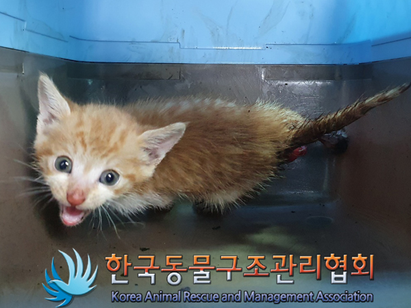 한국동물구조관리협회_411323202300365
