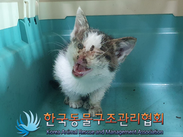 한국동물구조관리협회_411312202300286