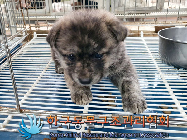 한국동물구조관리협회_441560202300489