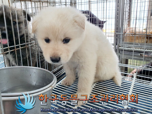 한국동물구조관리협회_441560202300490