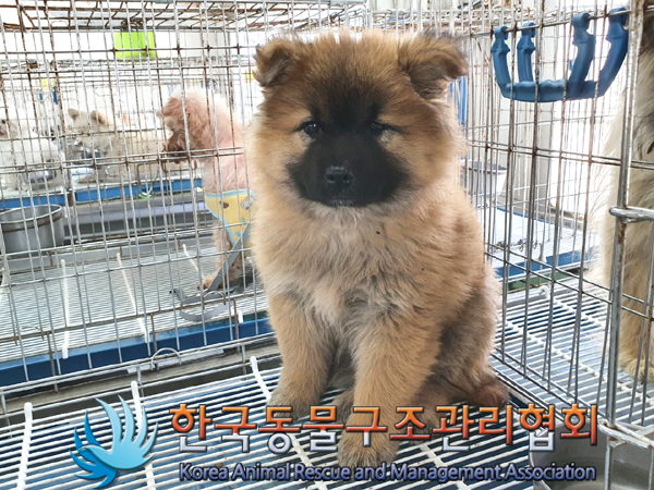 한국동물구조관리협회_441414202300296