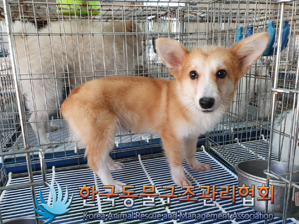 한국동물구조관리협회_411315202300310
