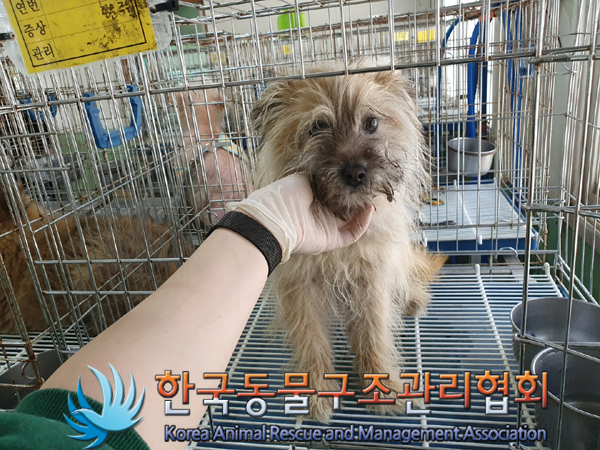 한국동물구조관리협회_441414202300297