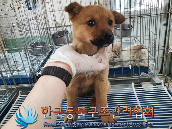 한국동물구조관리협회_441559202300354