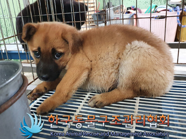 한국동물구조관리협회_441559202300356