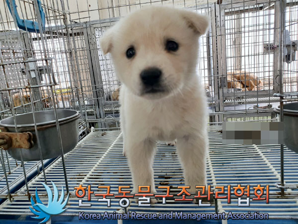 한국동물구조관리협회_441560202300492