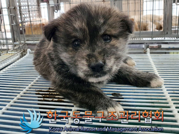 한국동물구조관리협회_441560202300493