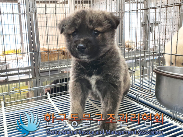 한국동물구조관리협회_441560202300491