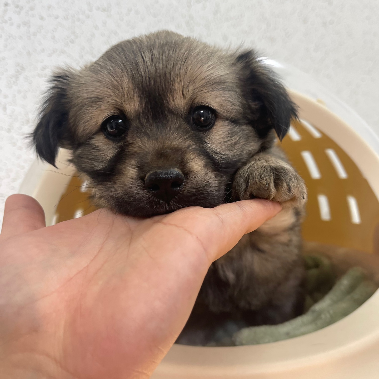 강릉시 동물사랑센터_442420202300198