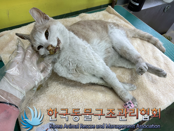 한국동물구조관리협회_411311202300330