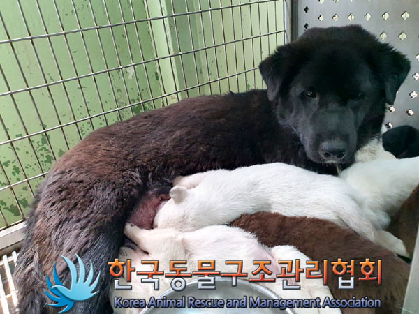한국동물구조관리협회_441409202300677