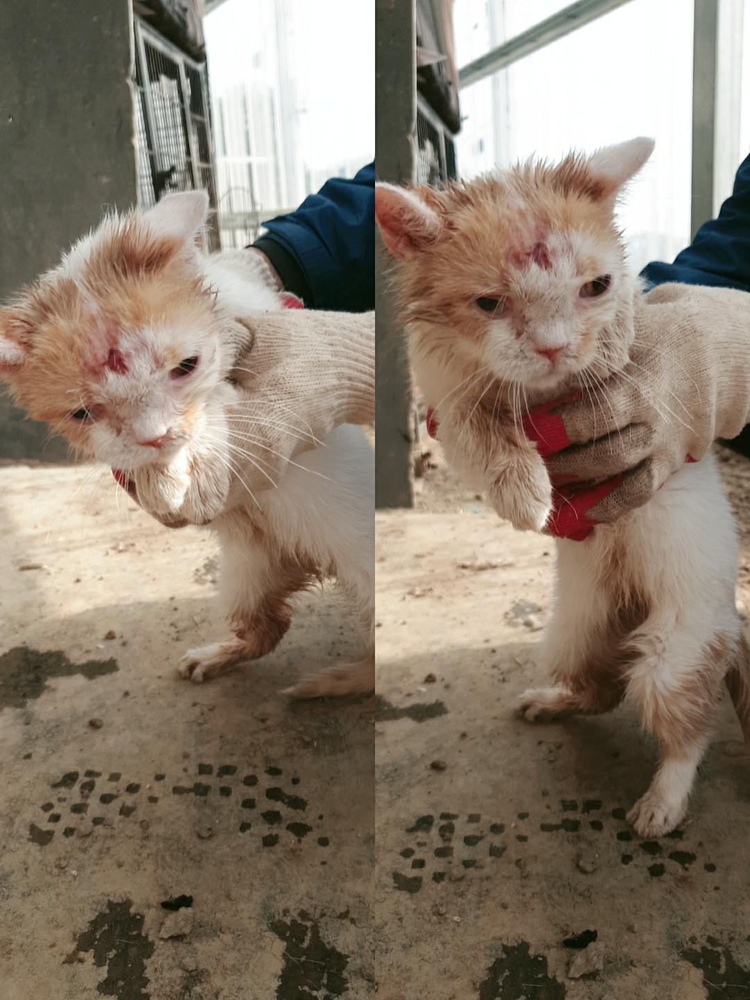 남양동물보호센터_441553202301380