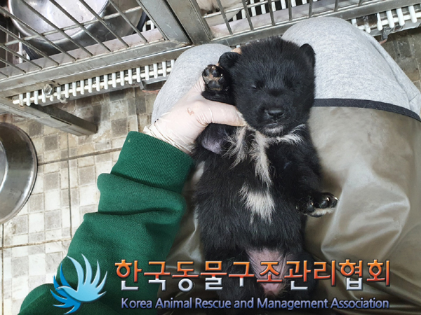 한국동물구조관리협회_441409202300682