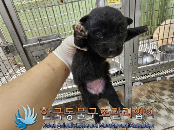 한국동물구조관리협회_441560202300498