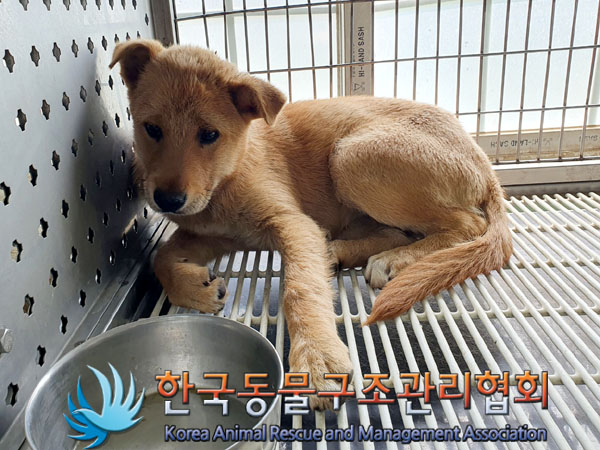한국동물구조관리협회_441409202300676
