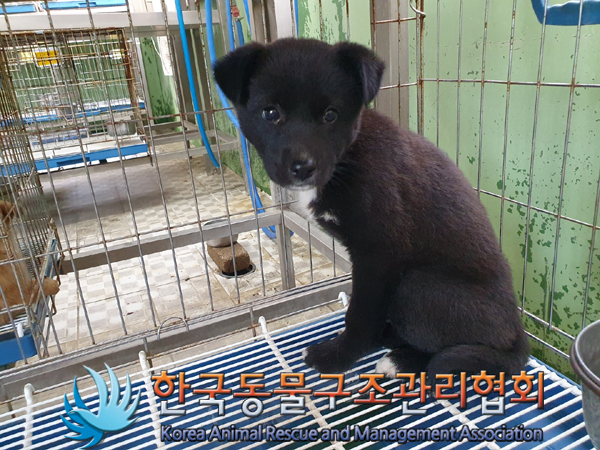 한국동물구조관리협회_441559202300358