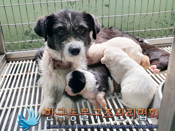 한국동물구조관리협회_441560202300495