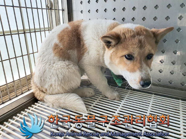 한국동물구조관리협회_441414202300298