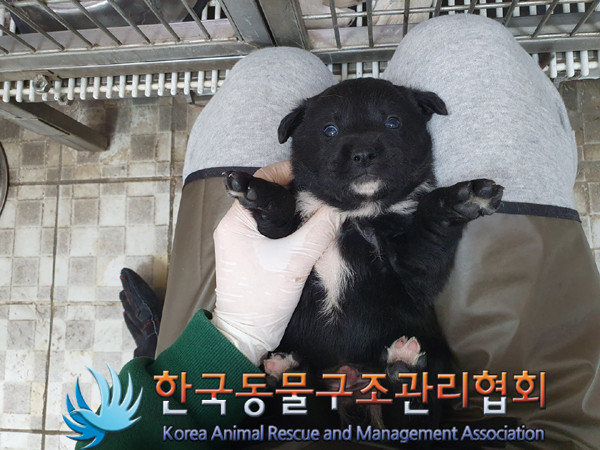한국동물구조관리협회_441409202300683