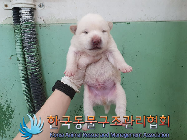 한국동물구조관리협회_441406202300614
