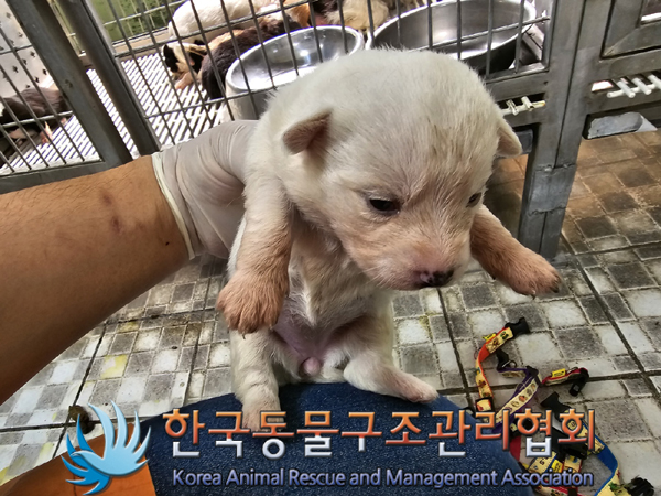 한국동물구조관리협회_441560202300496