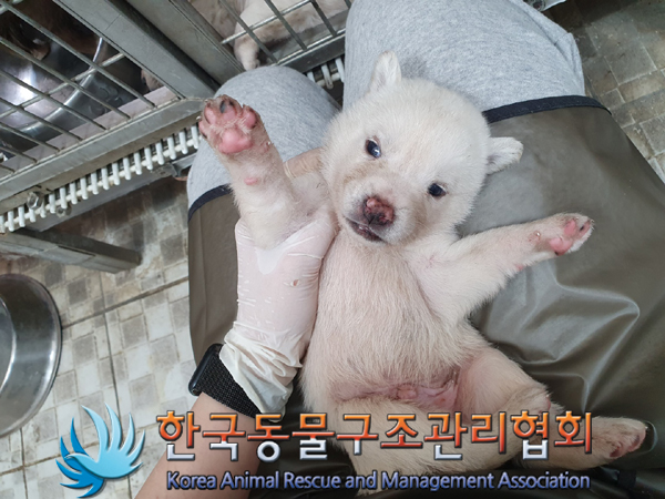 한국동물구조관리협회_441409202300678