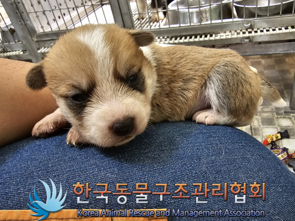 한국동물구조관리협회_441560202300501