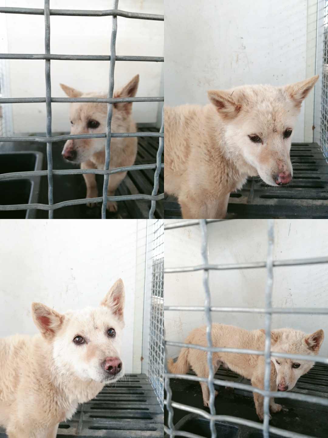 남양동물보호센터_441553202301381