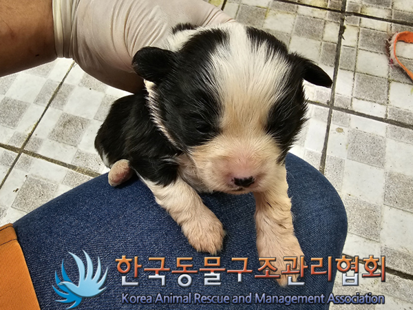 한국동물구조관리협회_441560202300500