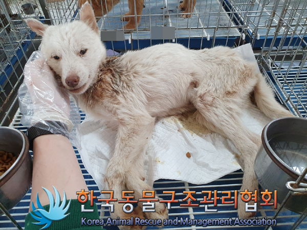한국동물구조관리협회_441406202300612