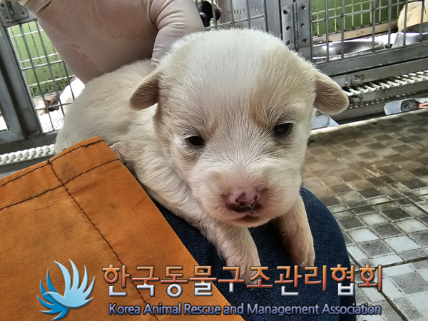 한국동물구조관리협회_441560202300497
