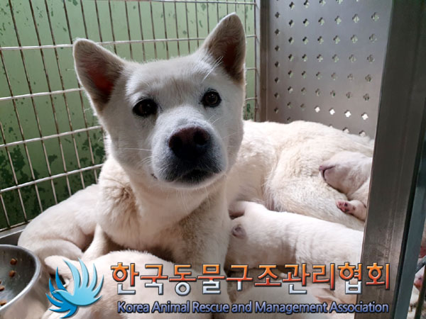 한국동물구조관리협회_441406202300613