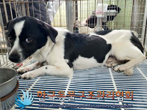 한국동물구조관리협회_441560202300494