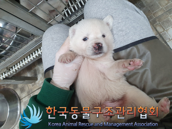 한국동물구조관리협회_441409202300684