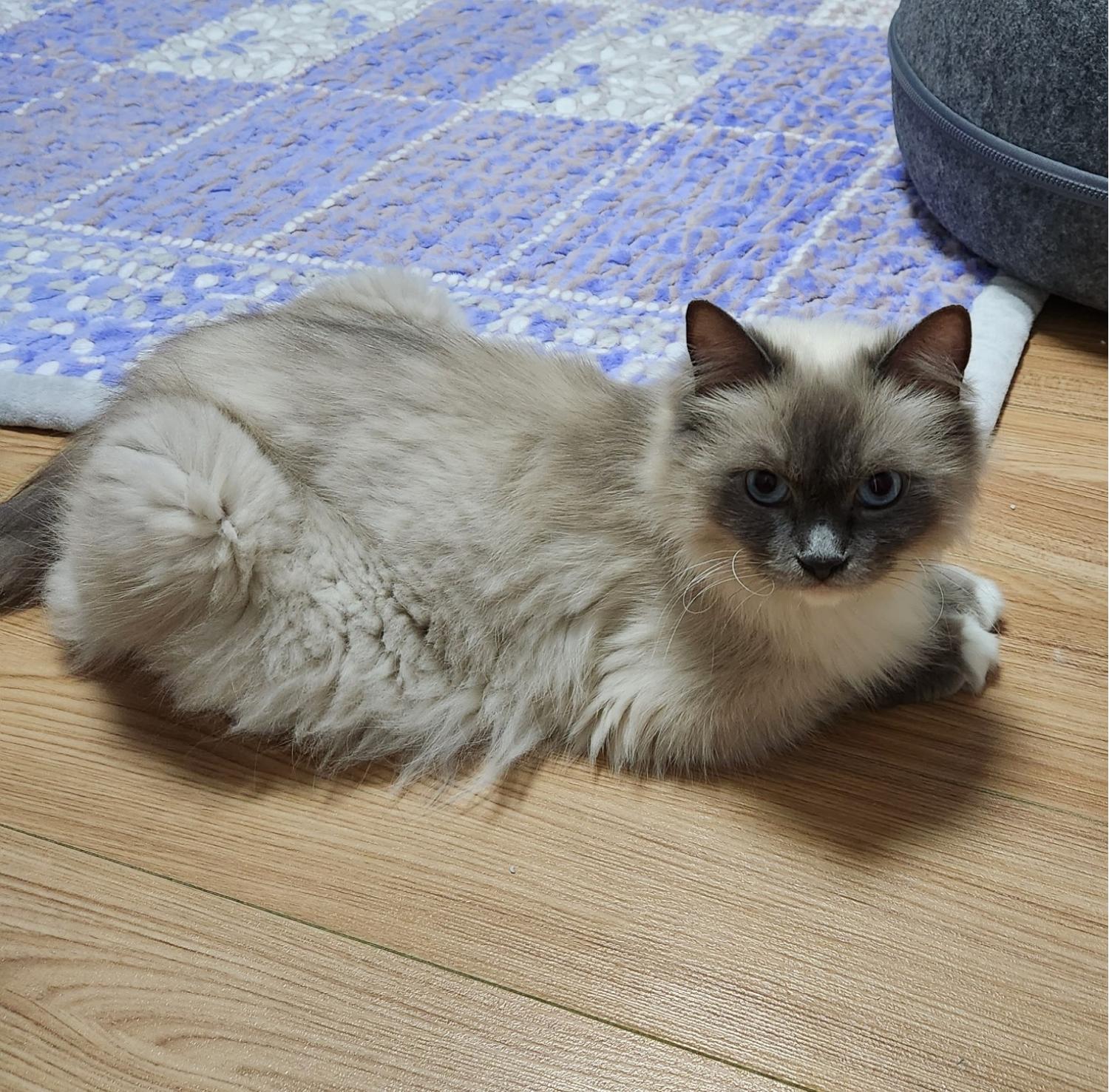 광주 동물보호소_429362202300308