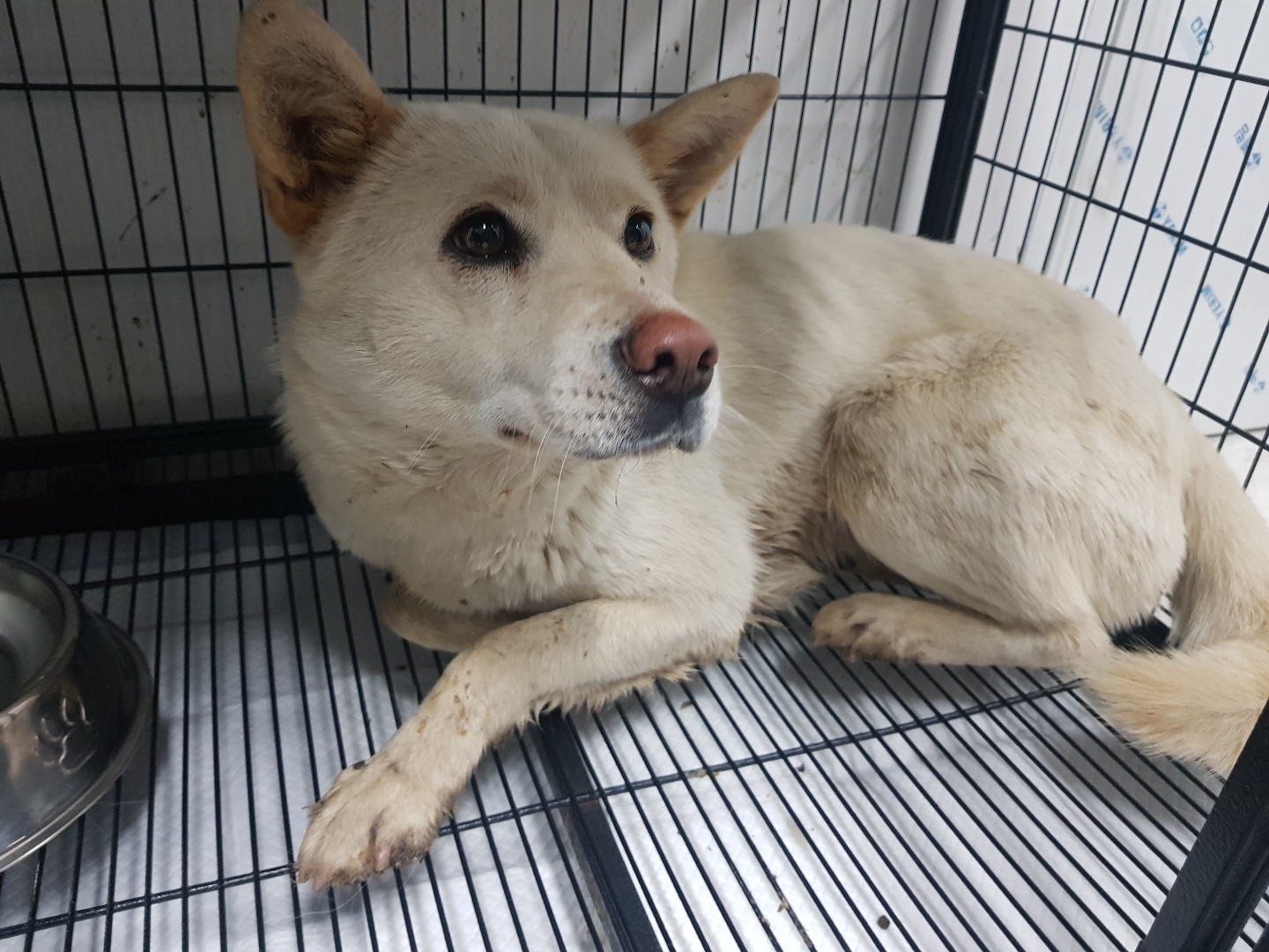광주TNR동물병원송정_441554202300691