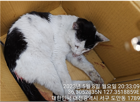 대전동물보호센터_430366202300276