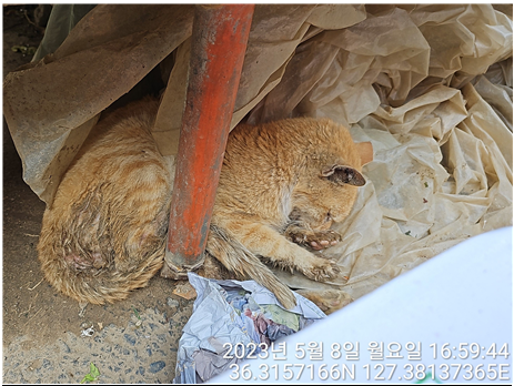 대전동물보호센터_430366202300275