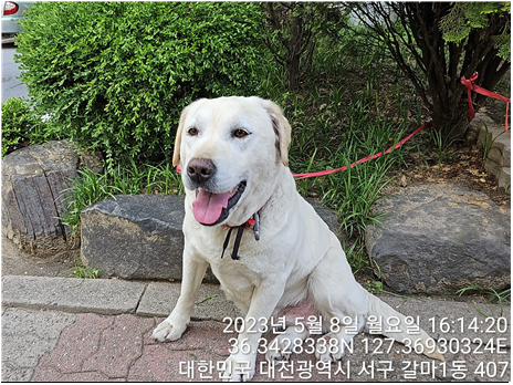 대전동물보호센터_430366202300274