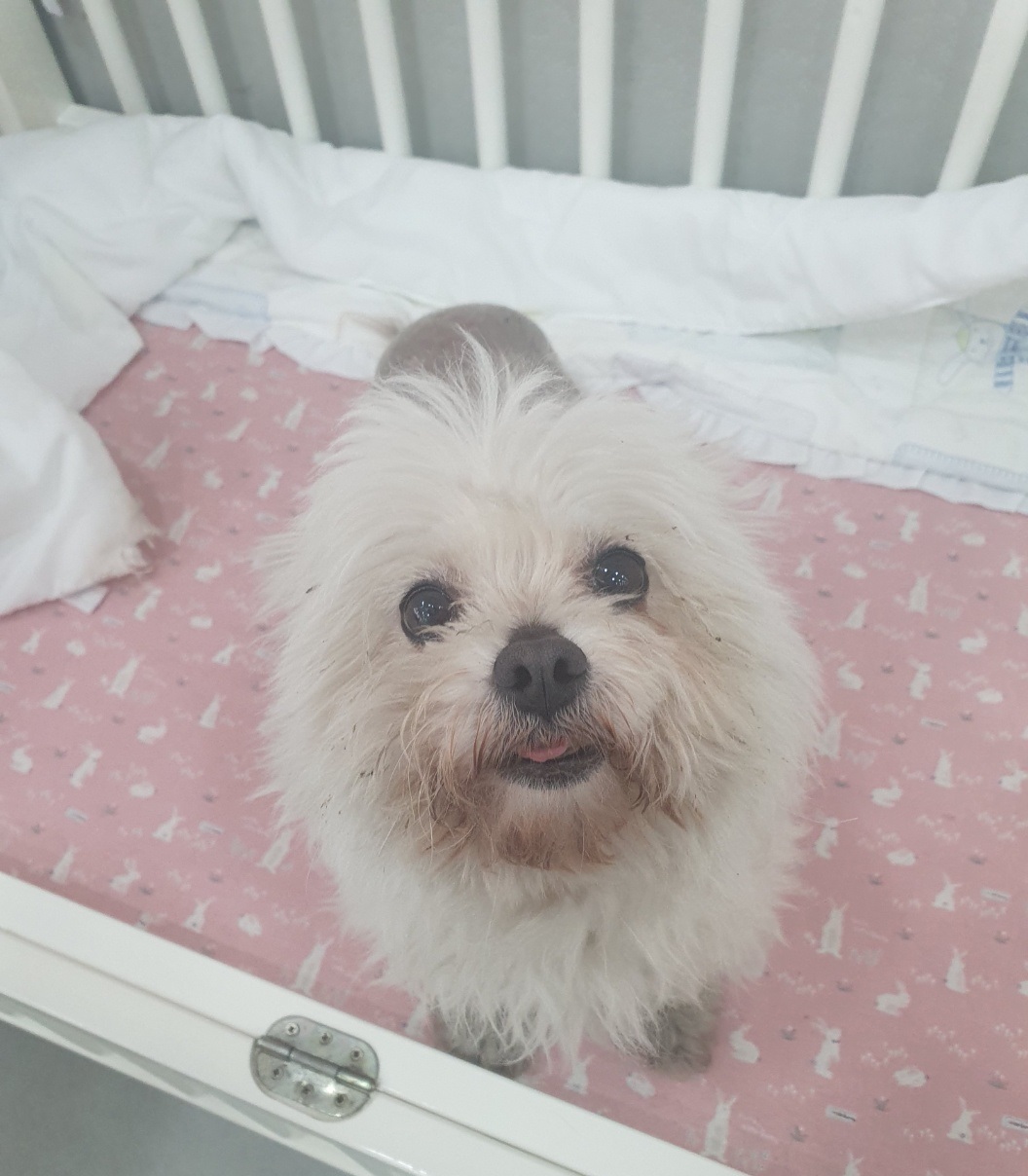 반려동물 입양센터_447508202300698