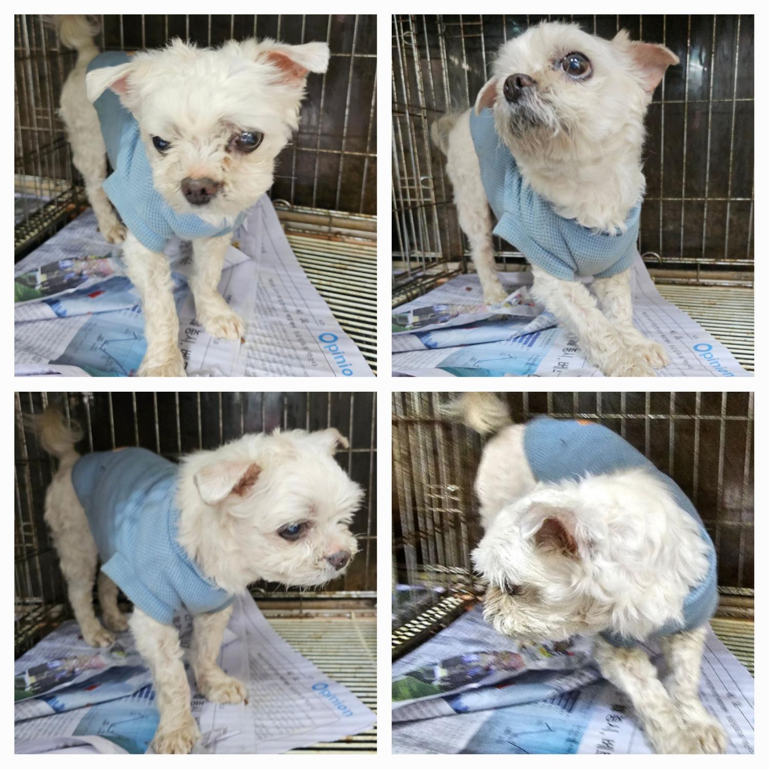 횡성유기동물보호센터_442426202300116